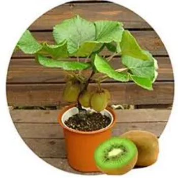 Kiwi Hybrid Plant
